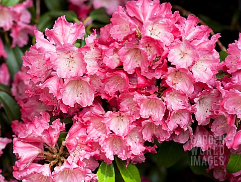 RHODODENDRON_MORGENROT