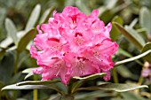 RHODODENDRON SLEEPY