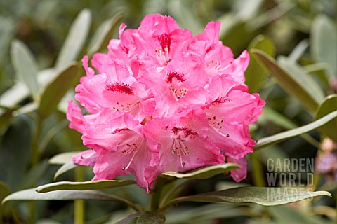 RHODODENDRON_SLEEPY