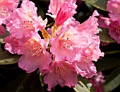 RHODODENDRON TIMOTHY JAMES