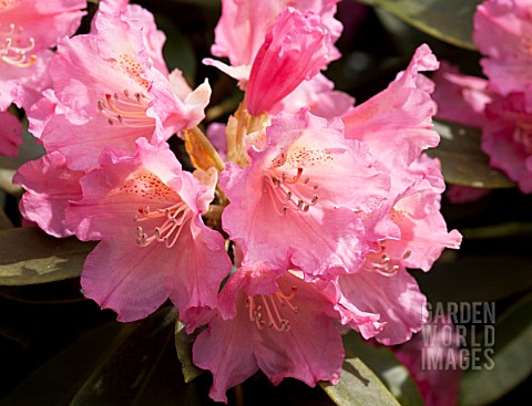 RHODODENDRON_TIMOTHY_JAMES