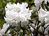 RHODODENDRON YAKUSHIMANUM PRINCESS