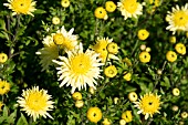 CHRYSANTHEMUM EMTEKRANZ