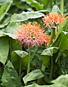 SCADOXUS MULTIFLORUS SSP KATHERINAE