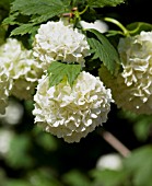 VIBURNUM OPULUS ROSEA