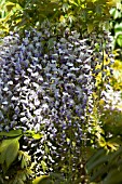 WISTERIA SINENSIS