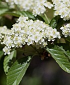 SORBUS FOLGNERI