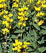 THERMOPSIS RHOMBIFOLIA