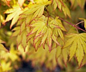 ACER PALMATUM ORANGE DREAM