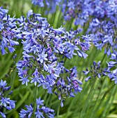 AGAPANTHUS CAMPANULATUS PREMIER