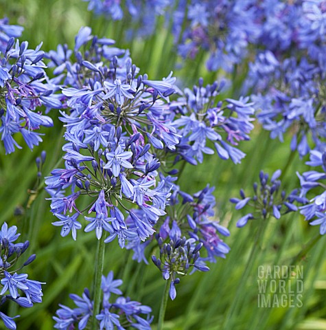 AGAPANTHUS_CAMPANULATUS_PREMIER