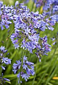 AGAPANTHUS CAMPANULATUS PREMIER