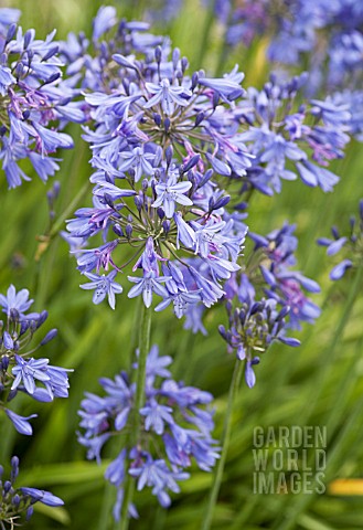 AGAPANTHUS_CAMPANULATUS_PREMIER