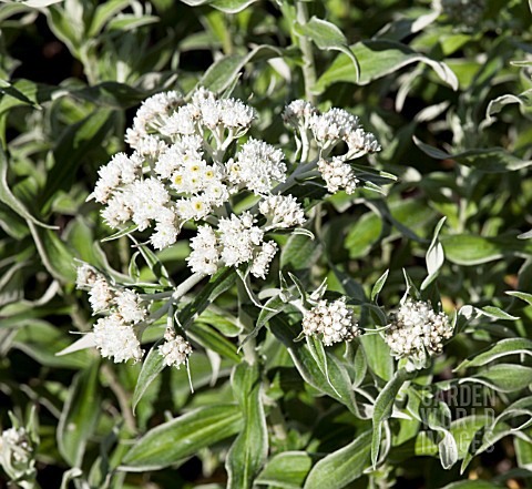 ANAPHALIS_MARGARITACEA_VAR_CINNAMOMEA