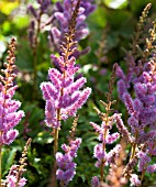 ASTILBE CHINENSIS VAR. PUMILA