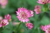 ASTRANTIA MAJOR ROMA