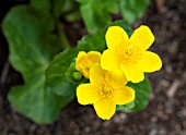 CALTHA PALUSTRIS VAR. POLYPETALA