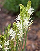 CAMASSIA LEICHTLINII ALBA