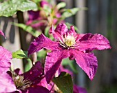 CLEMATIS NIOBE