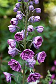 DELPHINIUM CAMELIARD