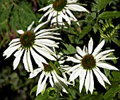 ECHINACEA PURPUREA LITTLE WHITE SWAN