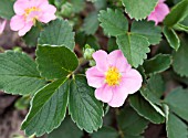 FRAGARIA PINK PANDA