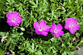 GERANIUM SANGUINEUM NYEWOOD