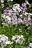 HESPERIS DINARICA