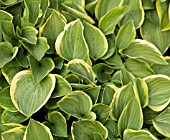 HOSTA GOLDEN TIARA AGM