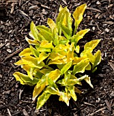 HOSTA WOGON