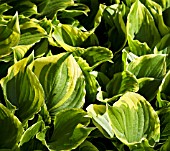 HOSTA VENTRICOSA GOLD FLUSH