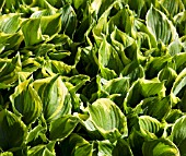 HOSTA VENTRICOSA GOLD FLUSH