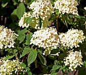 HYDRANGEA PANICULATA LIMELIGHT