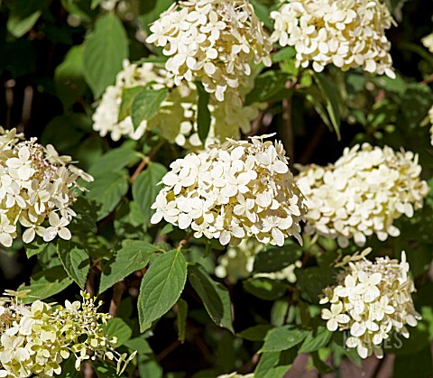 HYDRANGEA_PANICULATA_LIMELIGHT