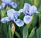 IRIS AUSTRIAN SKY