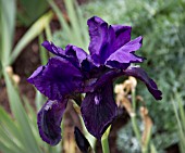 IRIS ELEANOR ROOSEVELT