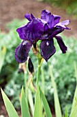 IRIS ELEANOR ROOSEVELT