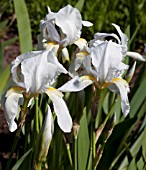 IRIS FLORENTINA