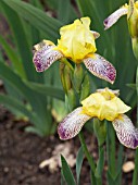 IRIS GRACCHUS