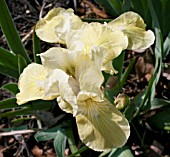 IRIS LEMON FLARE