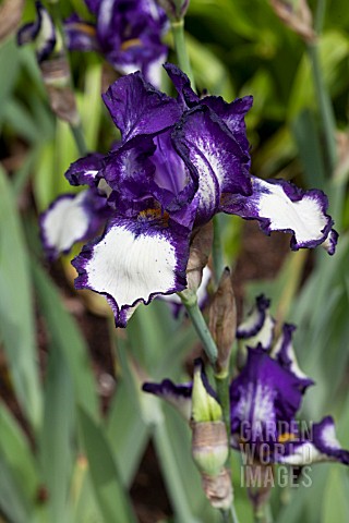 IRIS_STEPPING_OUT