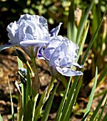 IRIS TINKERBELL