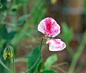 LATHYRUS ODORATUS AMERICA