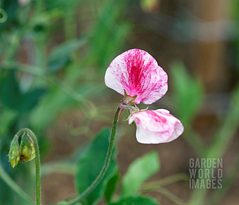 LATHYRUS_ODORATUS_AMERICA