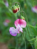 LATHYRUS ODORATUS FIRE AND ICE