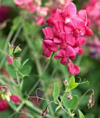 LATHYRUS ROTUNDIFOLIUS