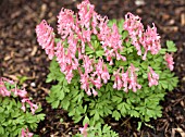 CORYDALIS TRANSSYLVANICA SPECIOSA