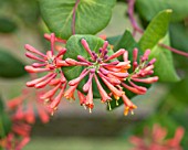 LONICERA X BROWNII DROPMORE SCARLET