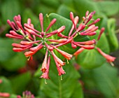 LONICERA X BROWNII DROPMORE SCARLET