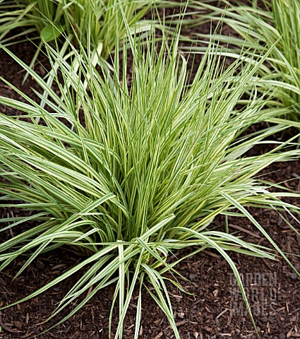 MOLINIA_CAERULEA_VARIEGATA